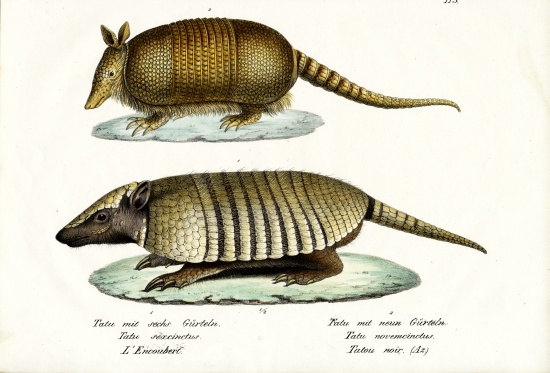 Different Kinds Of Armadillos from Karl Joseph Brodtmann