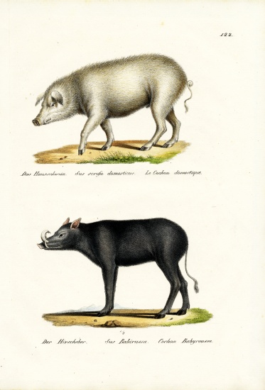 Domestic Pig from Karl Joseph Brodtmann