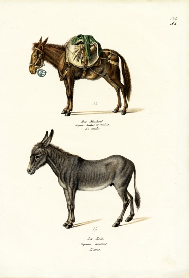 Donkey from Karl Joseph Brodtmann