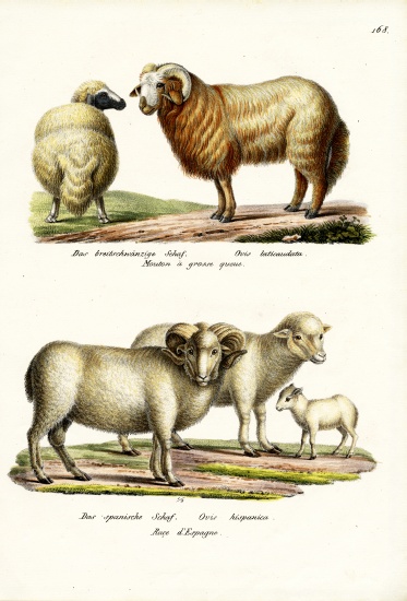 Fat-Tailed Sheep from Karl Joseph Brodtmann