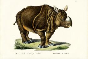 Greater Indian Rhinoceros