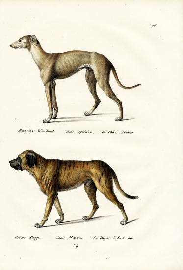 Greyhound from Karl Joseph Brodtmann
