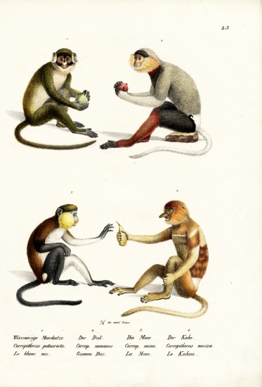 Lesser White-Nosed Monkey from Karl Joseph Brodtmann