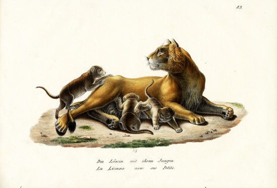 Lioness With Cubs from Karl Joseph Brodtmann