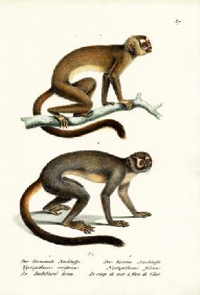 Owl Monkeys