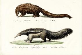 Pangolin Anteater