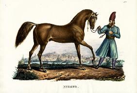 Persian Horse