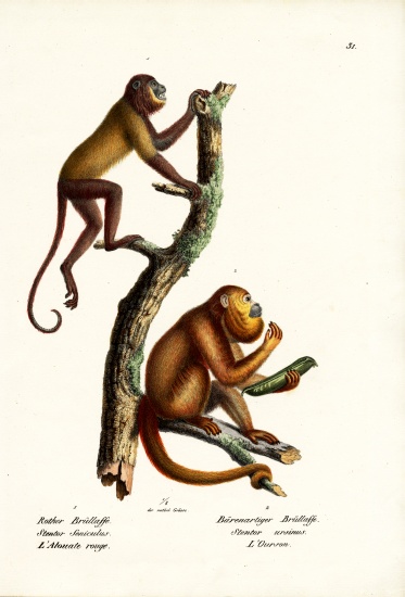 Red Howler Monkeys from Karl Joseph Brodtmann