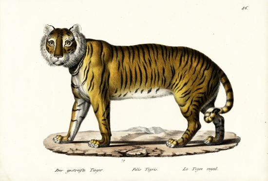 Royal Tiger from Karl Joseph Brodtmann