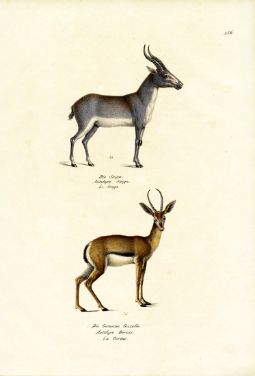Saiga Antelope from Karl Joseph Brodtmann