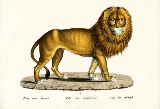 Senegal Lion from Karl Joseph Brodtmann