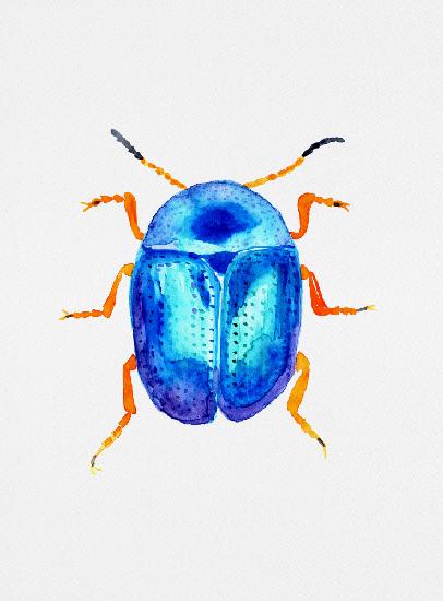 Blue leaf beetle or Colaphus sophiae