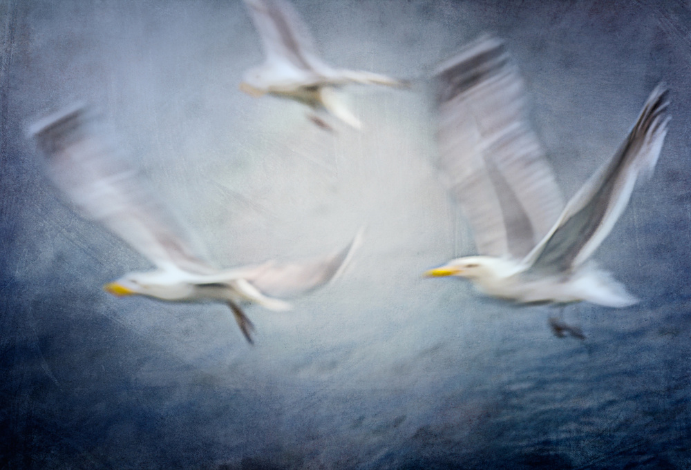 Seagulls from Katarina Holmström