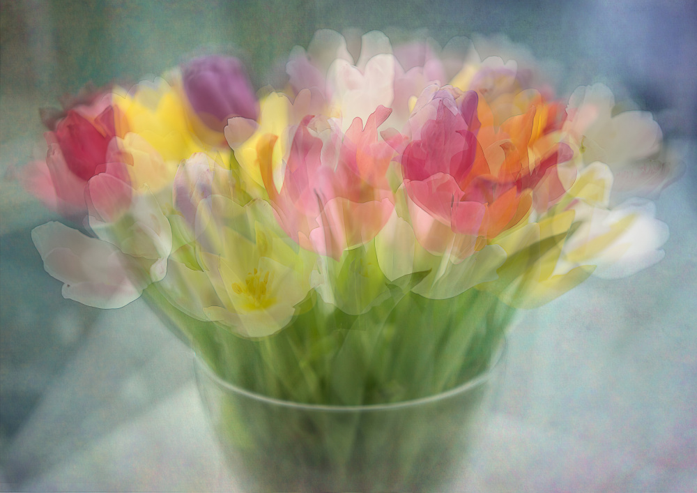 Tulips from Katarina Holmström