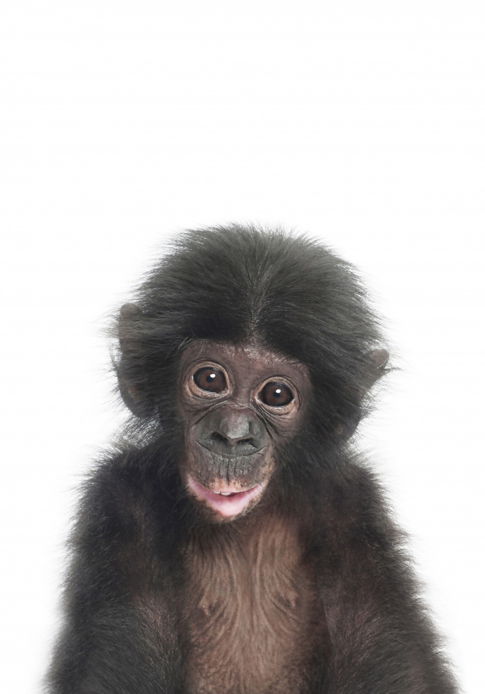 Baby Monkey from Kathrin Pienaar