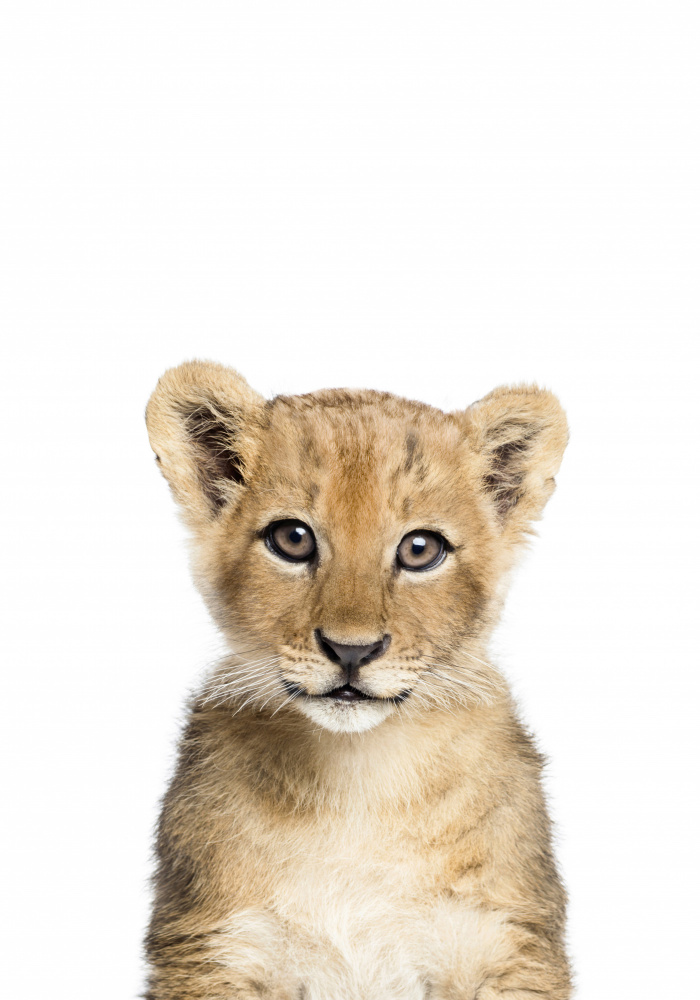 Baby Lion from Kathrin Pienaar