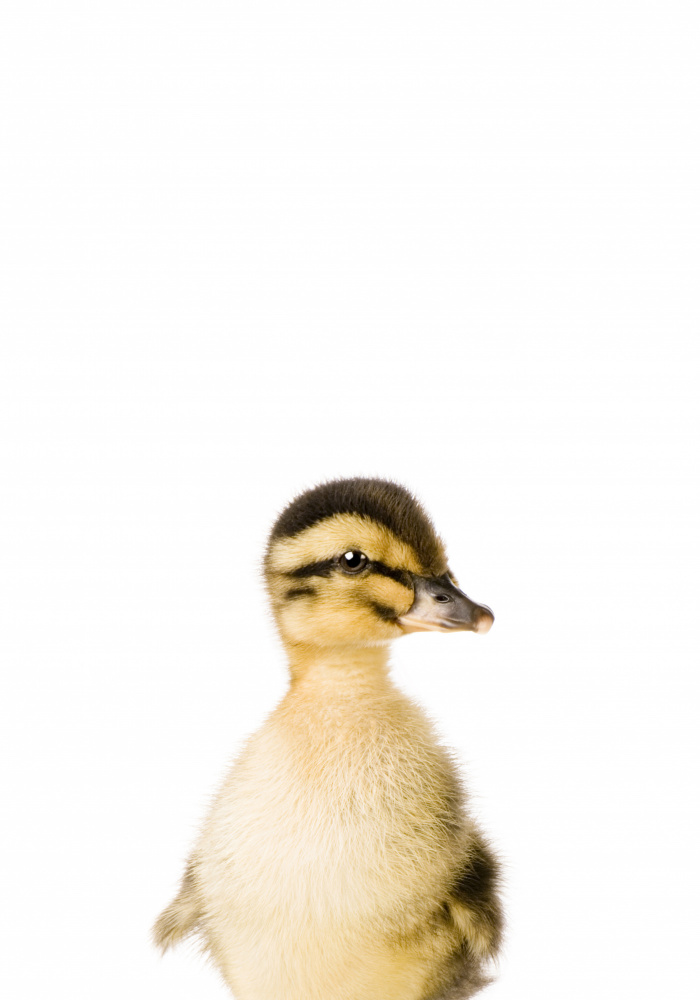 Baby Duck from Kathrin Pienaar