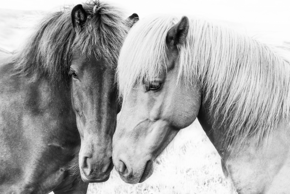 Horse Love from Kathrin Pienaar