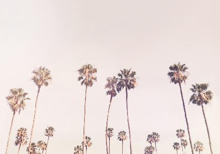 Sunny Cali Palm Trees