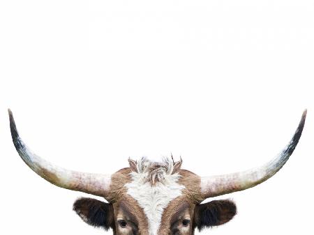 Peeking Longhorn Cow