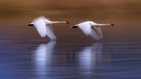 White swans flying upon the lake