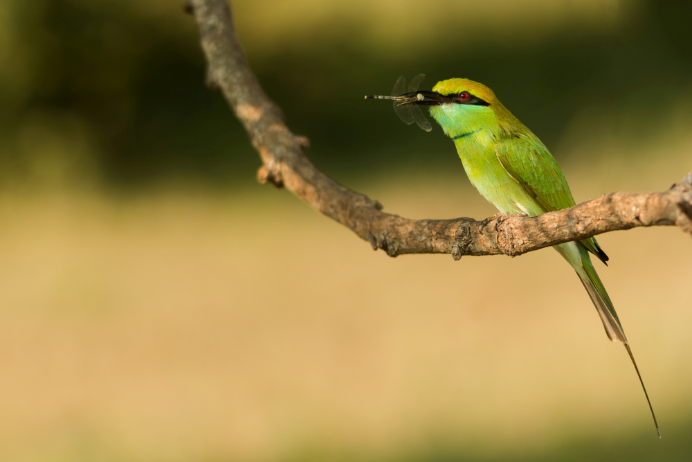 Bee-eater with kill from Kedar Tambe