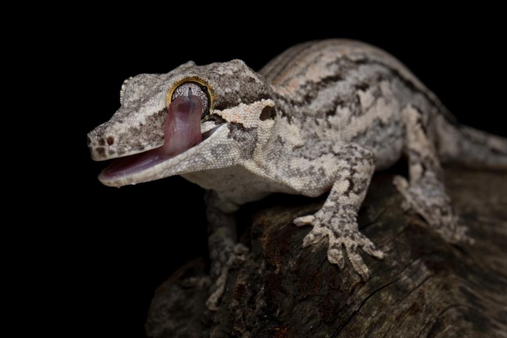 Gargoyle gecko from Kurit Afsheen