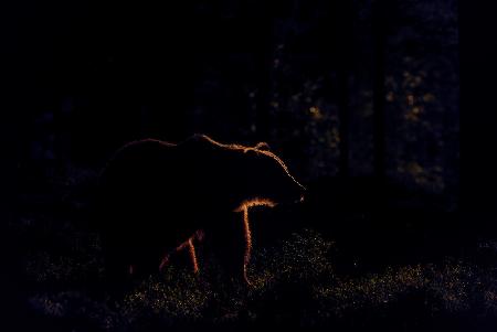 Brown bear in backlight