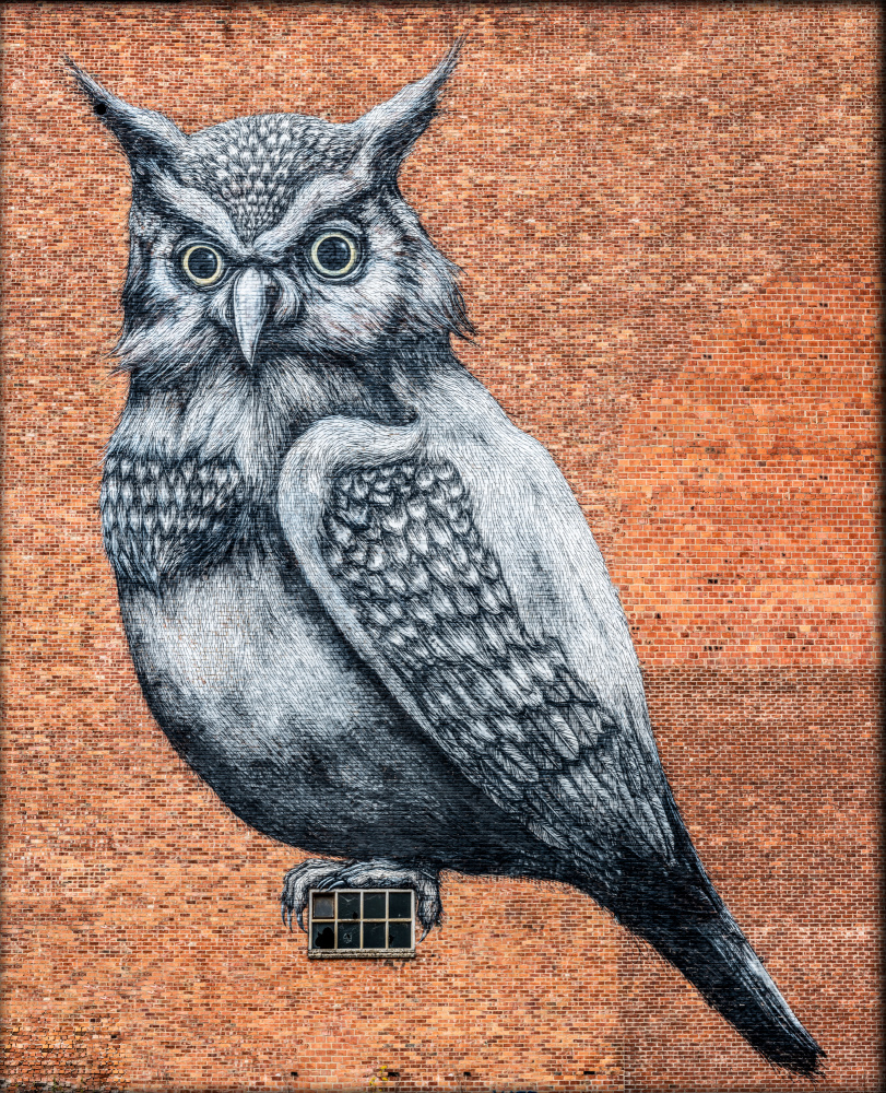 Tag Owl Hasselt from Laruelle Philippe