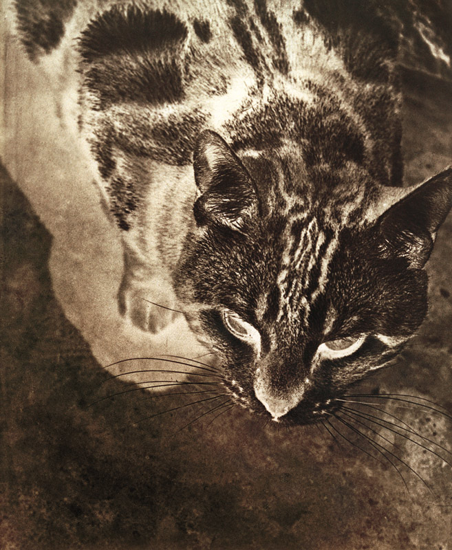 Katze (Negativ-Abzug) from László Moholy-Nagy