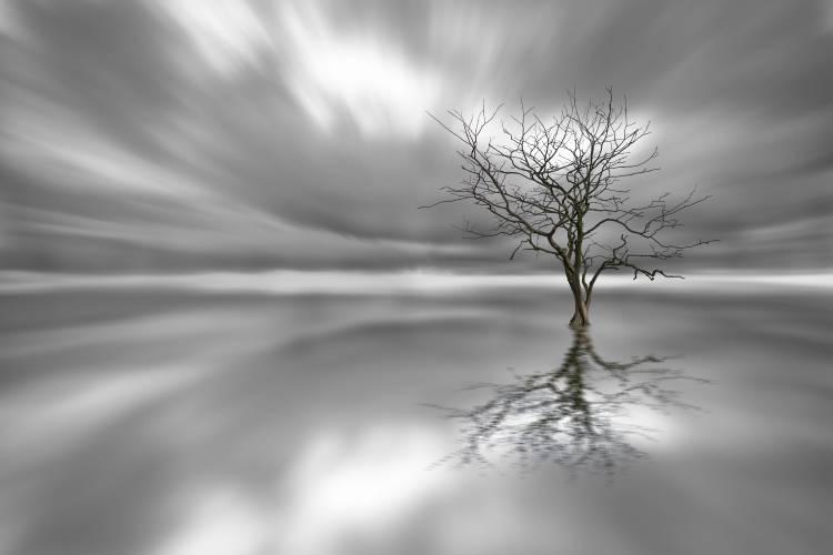 Ghost Tree from Leif Landal