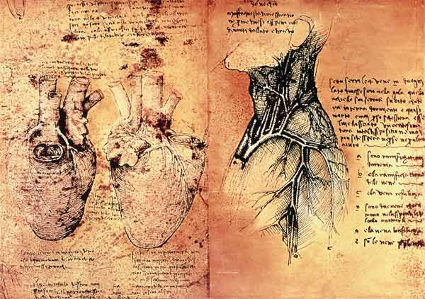 Anatomical drawing of hearts and blood vessels from Quaderni di Anatomia vol 2; folio 3v from Leonardo da Vinci