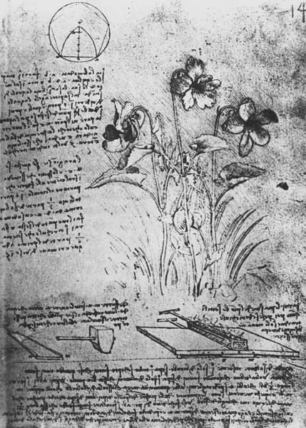 Studies of Violas (Viola odorata and Viola canina), fol. 14r from Manuscript B, c.1487-90 (pen and i from Leonardo da Vinci