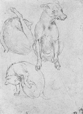 Study of a dog and a cat, c.1480 (metalpoint on paper)