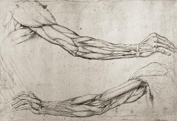 Study of Arms (pen & ink on paper) from Leonardo da Vinci