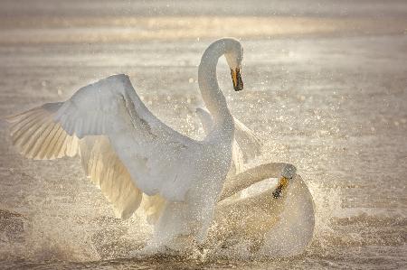 Brutal Swan Fight