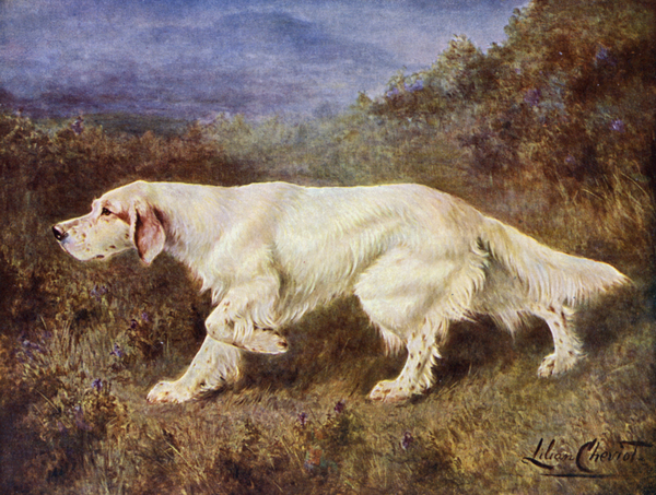 Mr J J Holgates Typical English Setter Mallwyd Ned from Lilian Cheviot