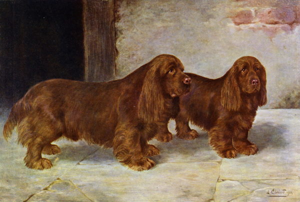 The Sussex Spaniels, Champion Rosehill Rock and Champion Rosehill Rag from Lilian Cheviot