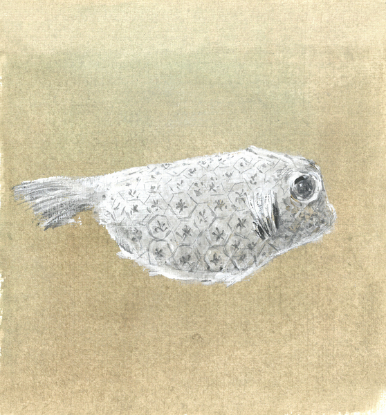 Box Fish, Sri Lanka from Lincoln  Seligman