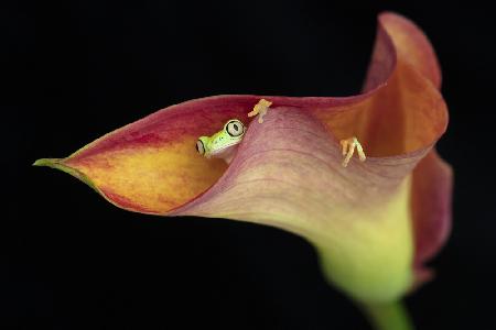 The Lemur Tree Frog and Calla Lily