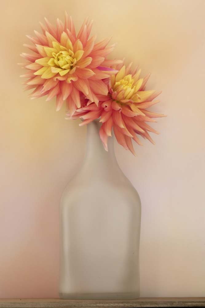 The Dahlia and Vase from Linda D Lester