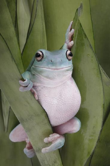 A Whites Tree Frogs Pose