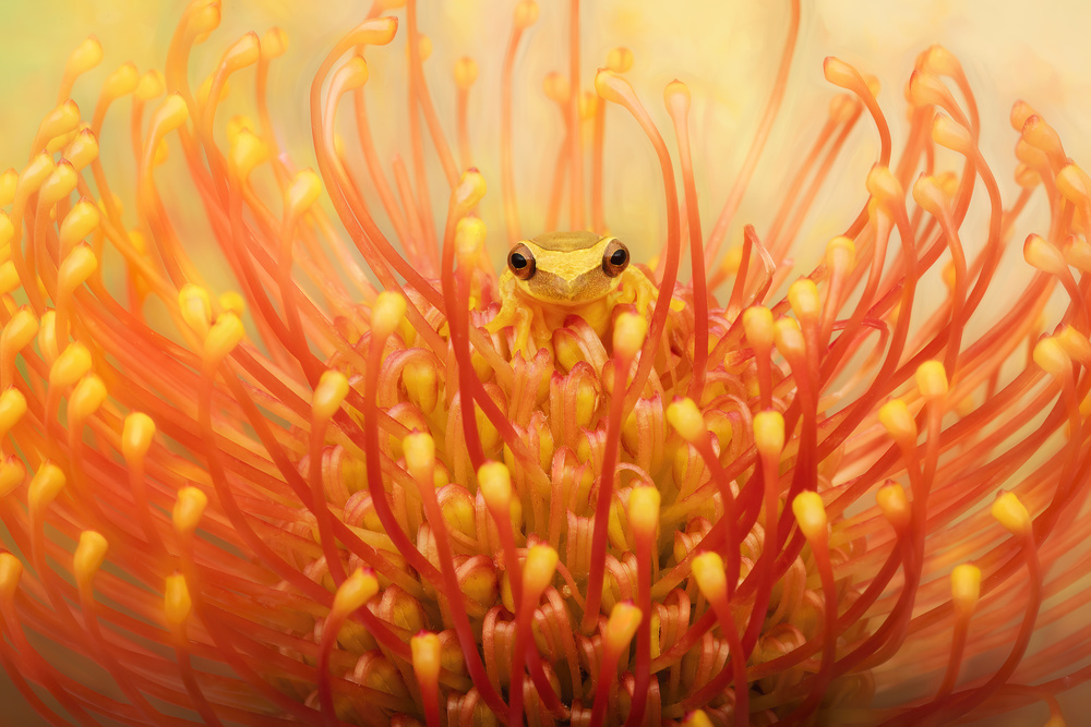 Lemur Tree Frog in a Tropical Protea Flower from Linda D Lester