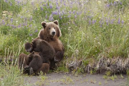 Momma Bear Nursing in the Lupines