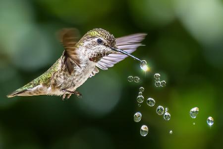 Hummingbirds Playing Water Drops