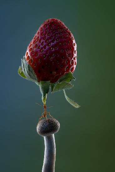 mighty Ant lift-up a strawberry