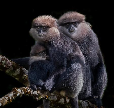 A Family of Black faced Monkey