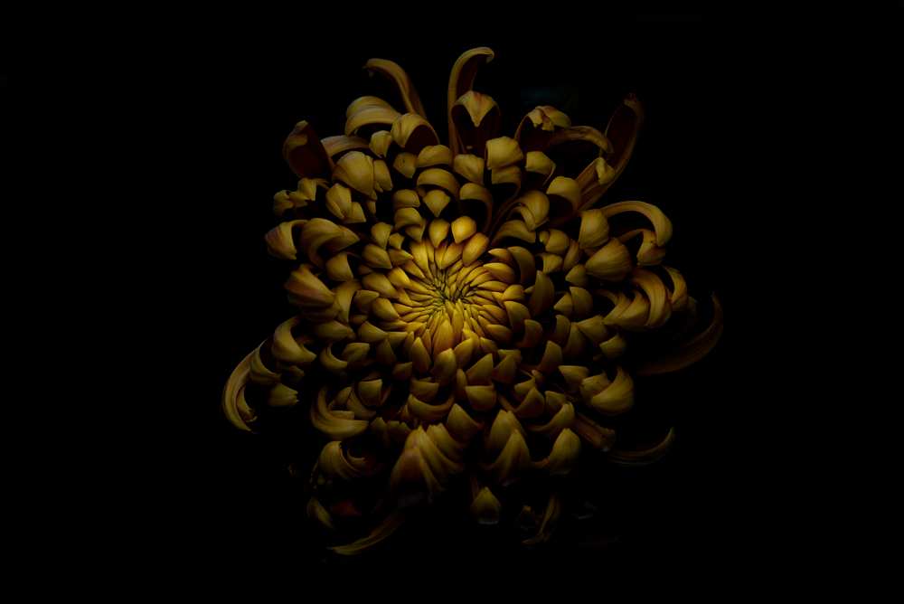 Chrysanthemum from Lotte Gronkjar
