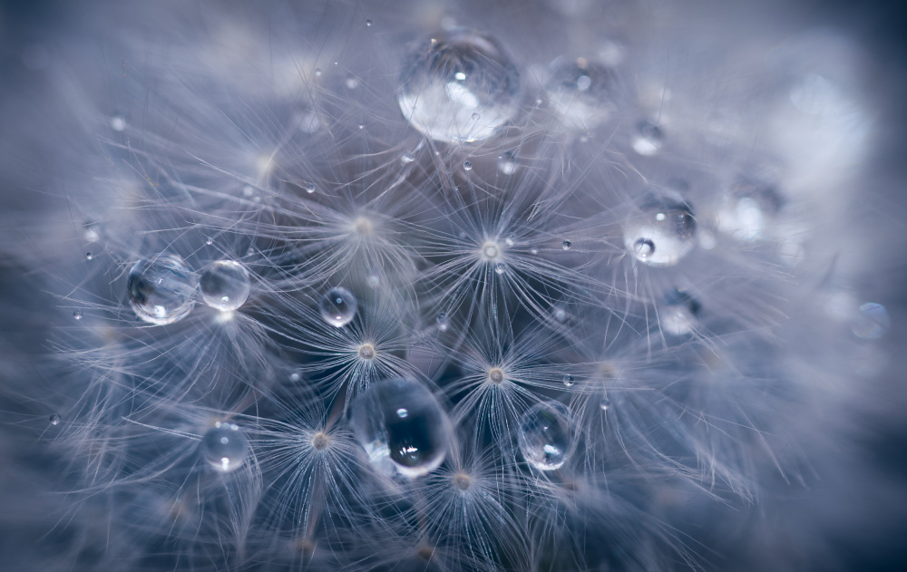 Water droplets in dandelion from Lubomir Vladikov