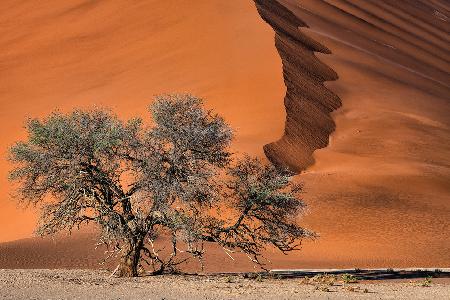 Acacia in the desert